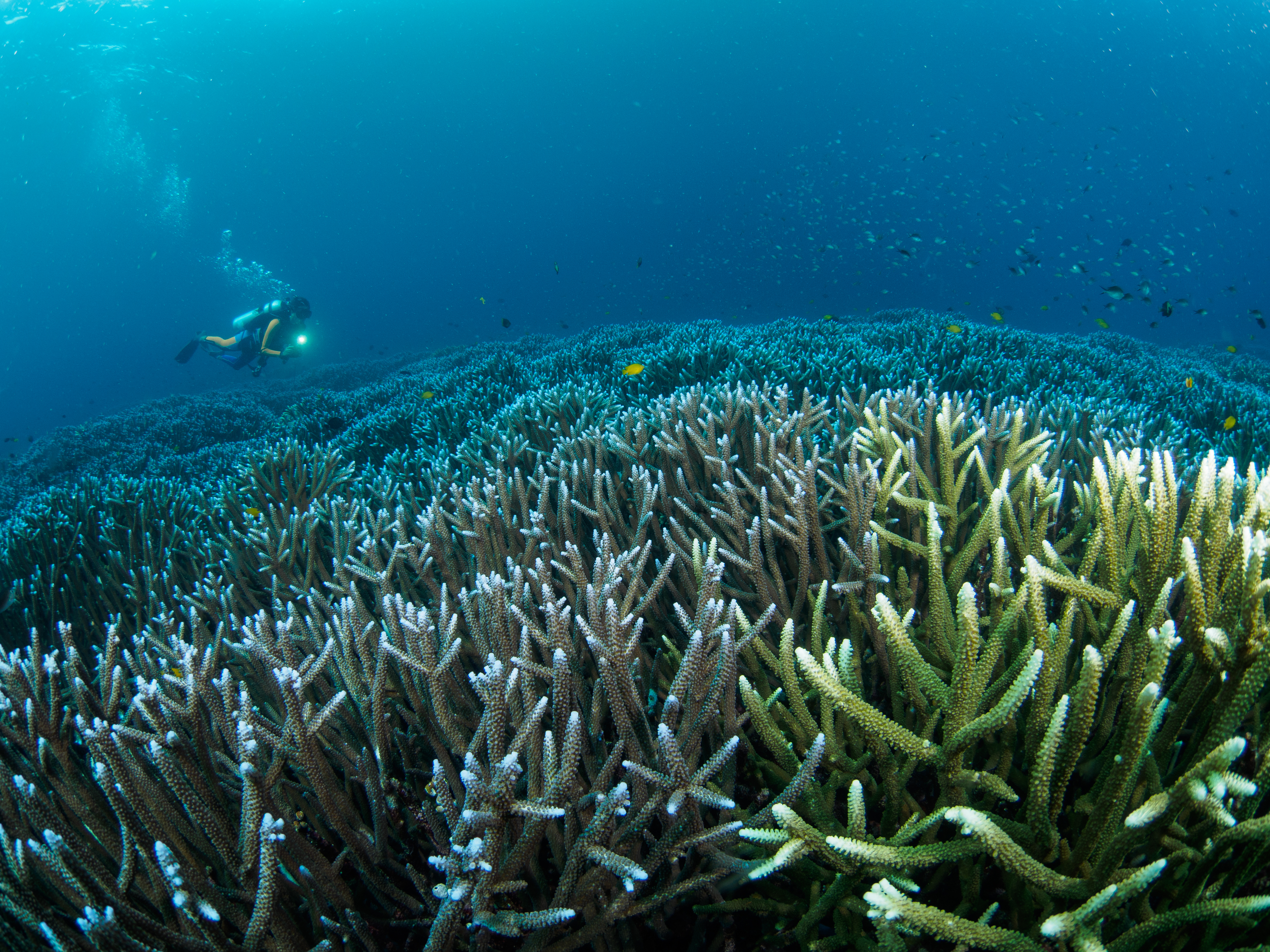 An incredible photo of the underwater landscape in Indonesia.