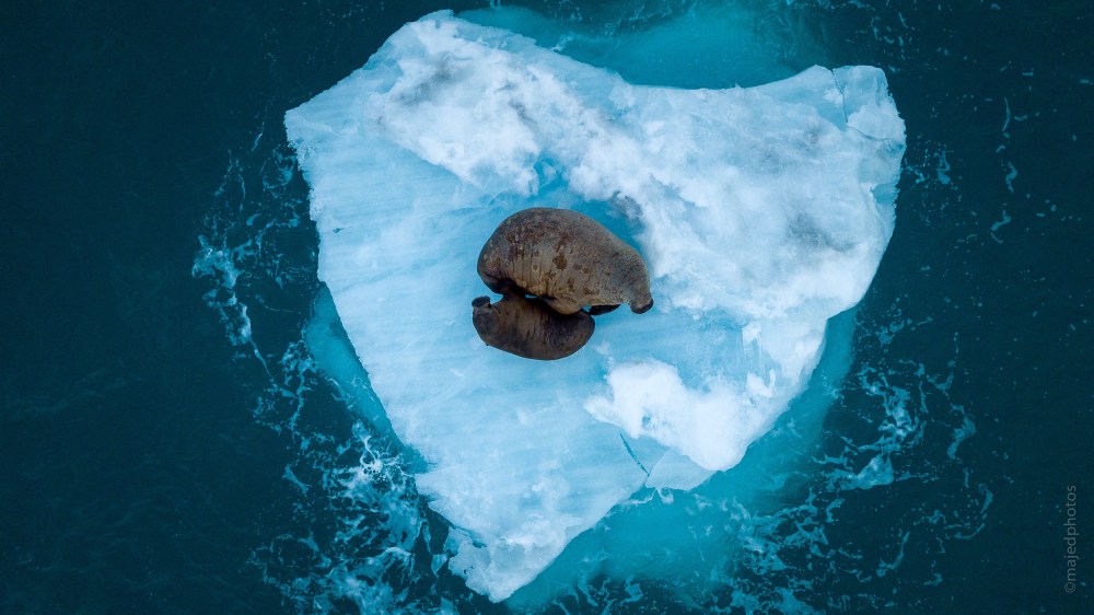 Walrus Ocean News Magazine DJI Photo